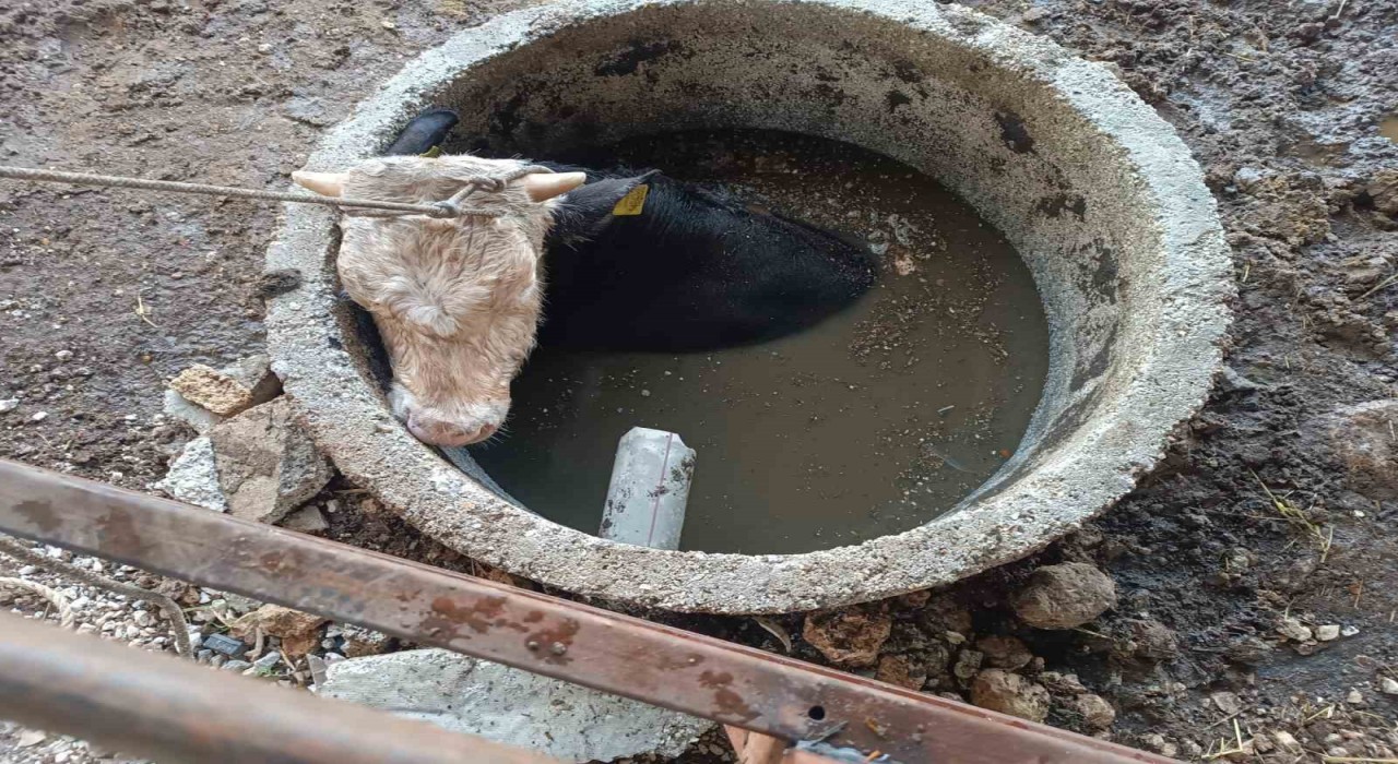 Kuyuya düşen ineği itfaiye kurtardı