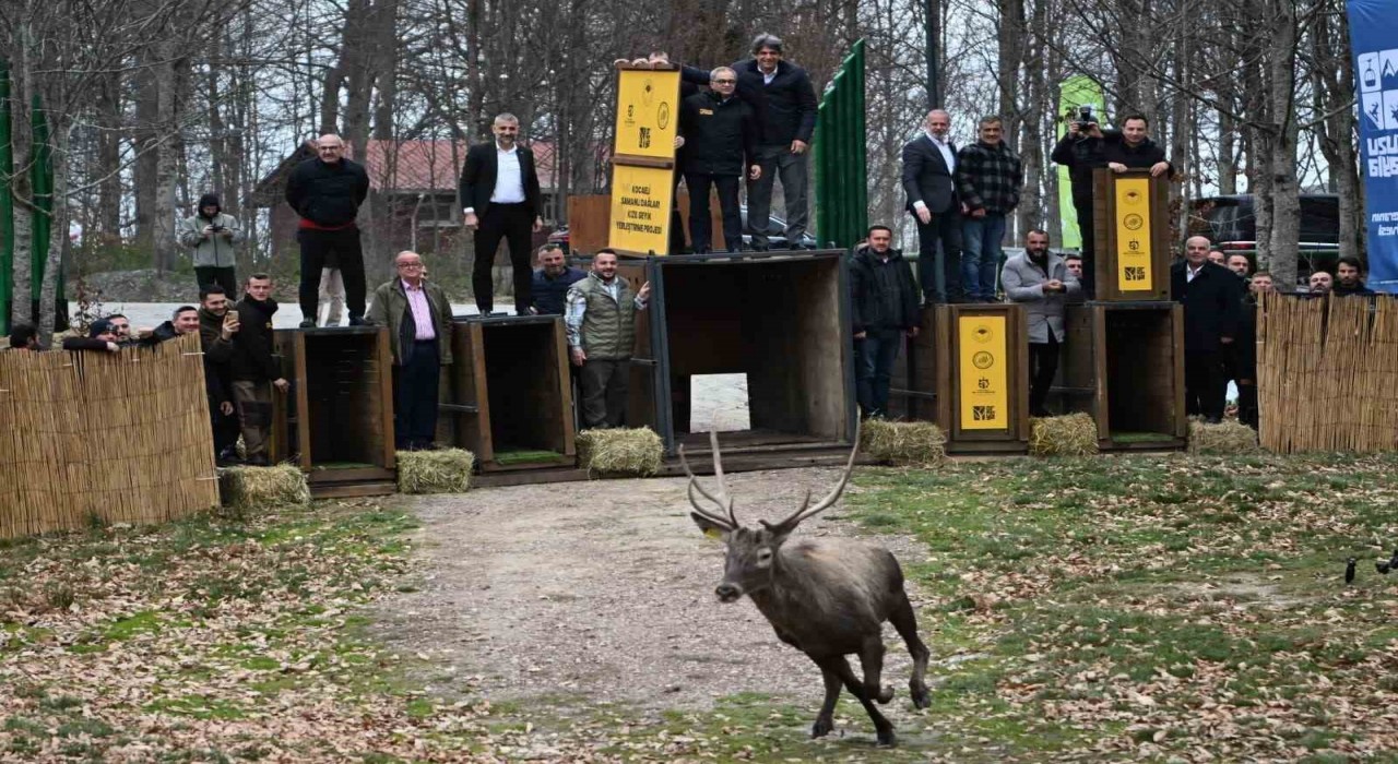 Kuzuyaylanın GPSli geyikleri