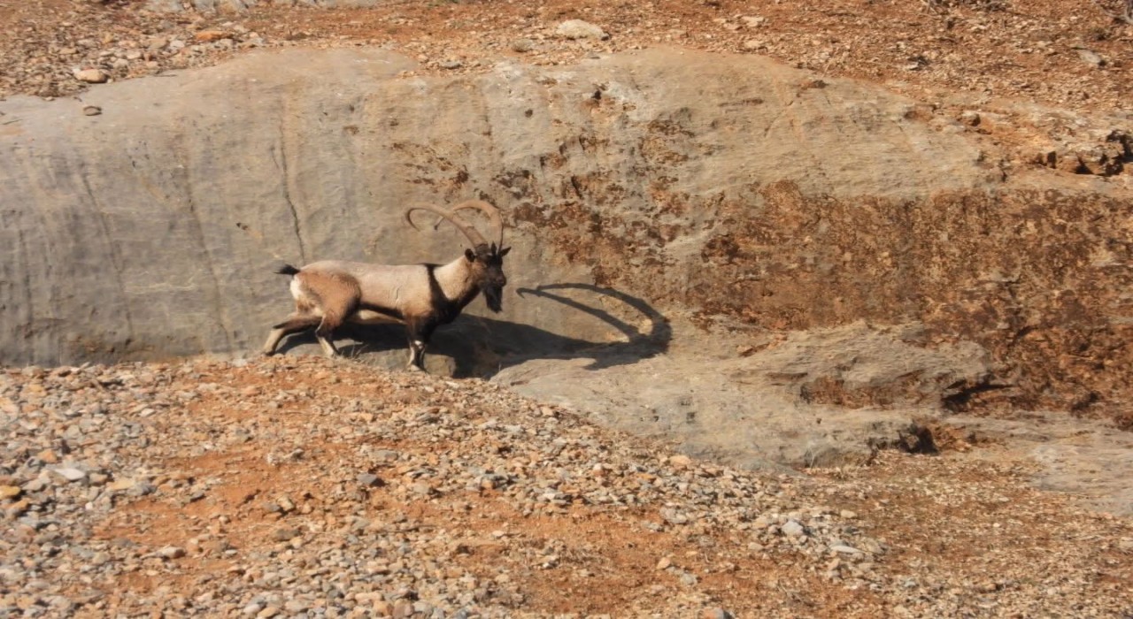 Malatyada dağ keçileri görüntülendi