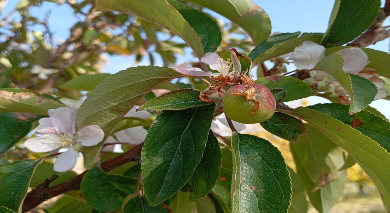 Malatyada elma ağacı çiçek açıp meyve verdi