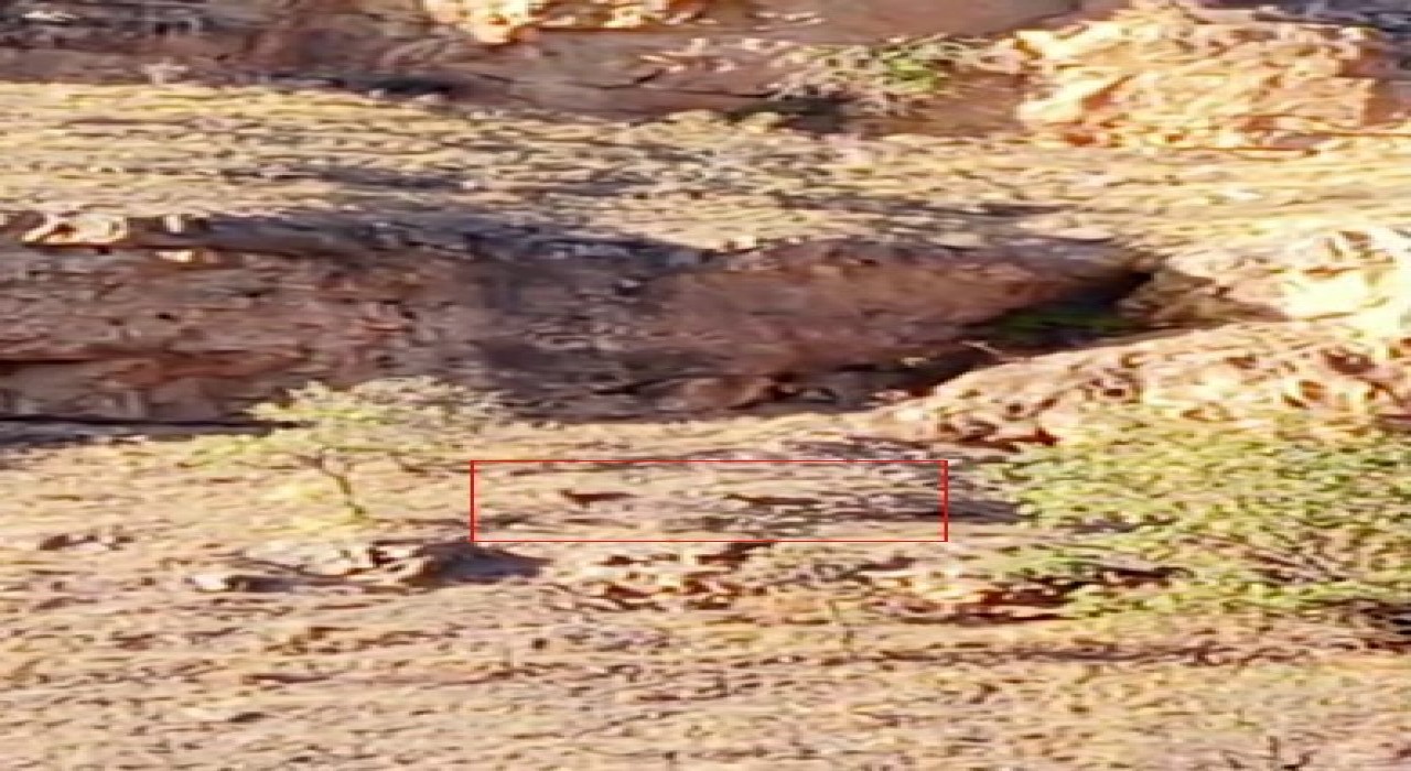 Malatyada sürü halindeki yaban keçileri görüntülendi