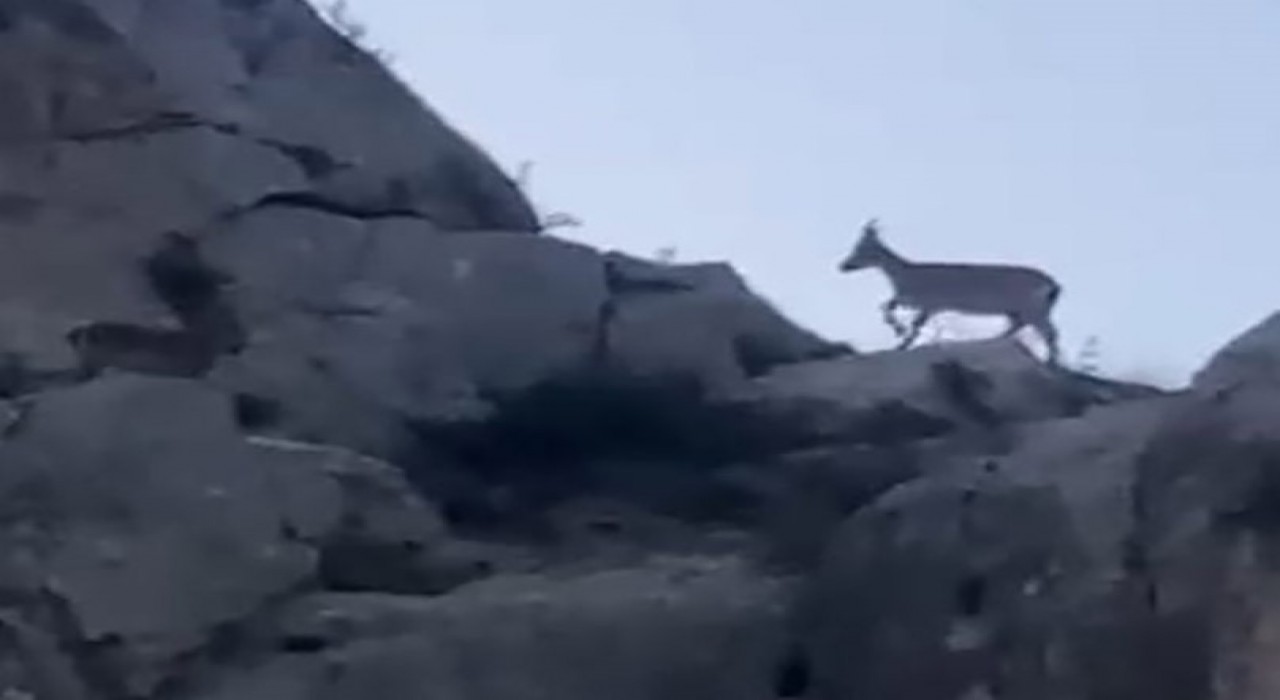 Malatyada yaban keçileri görüntülendi