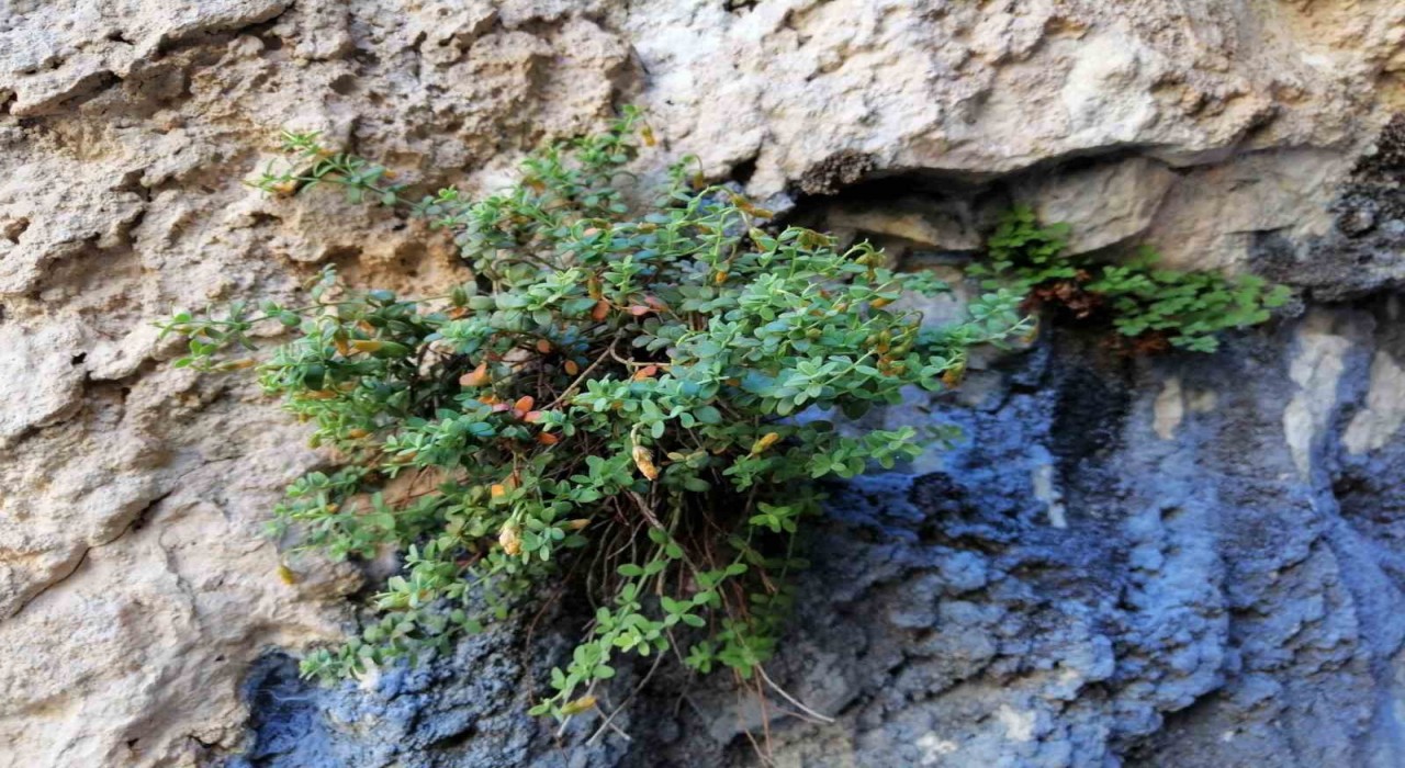 Malatyaya özgü endemik bitki, sarı kantarondan daha etkili bulundu