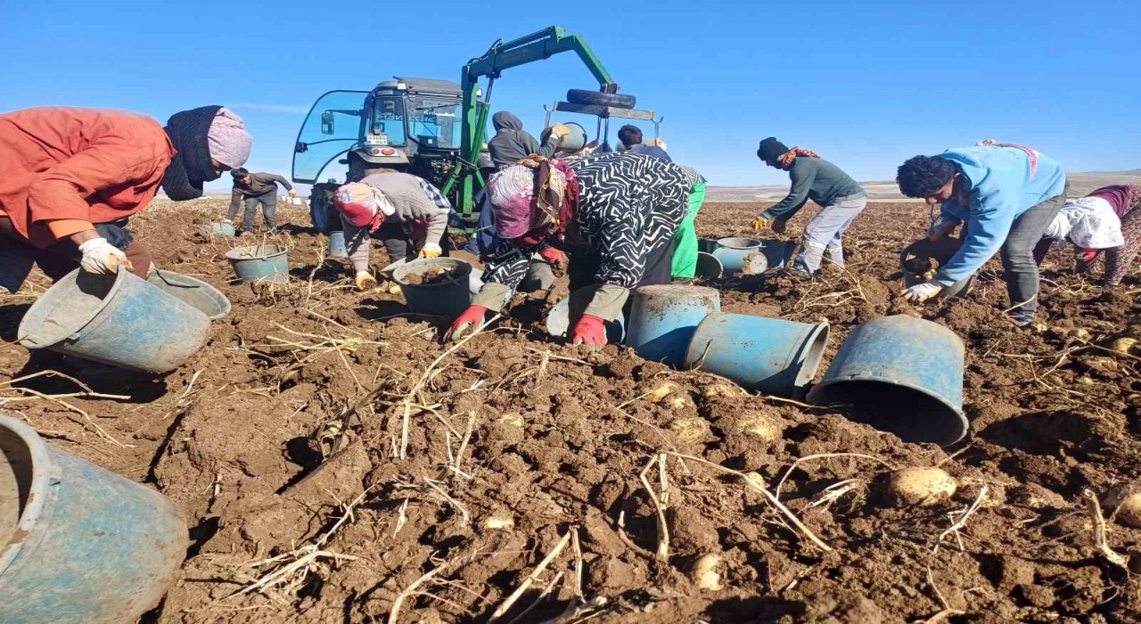 Malazgirtte ilk defa ekilen patates umut oldu