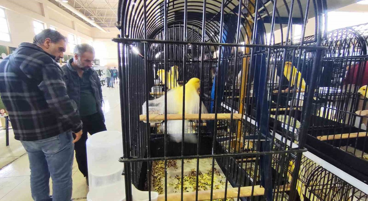 Manisada 3 bin kanarya yarıştı