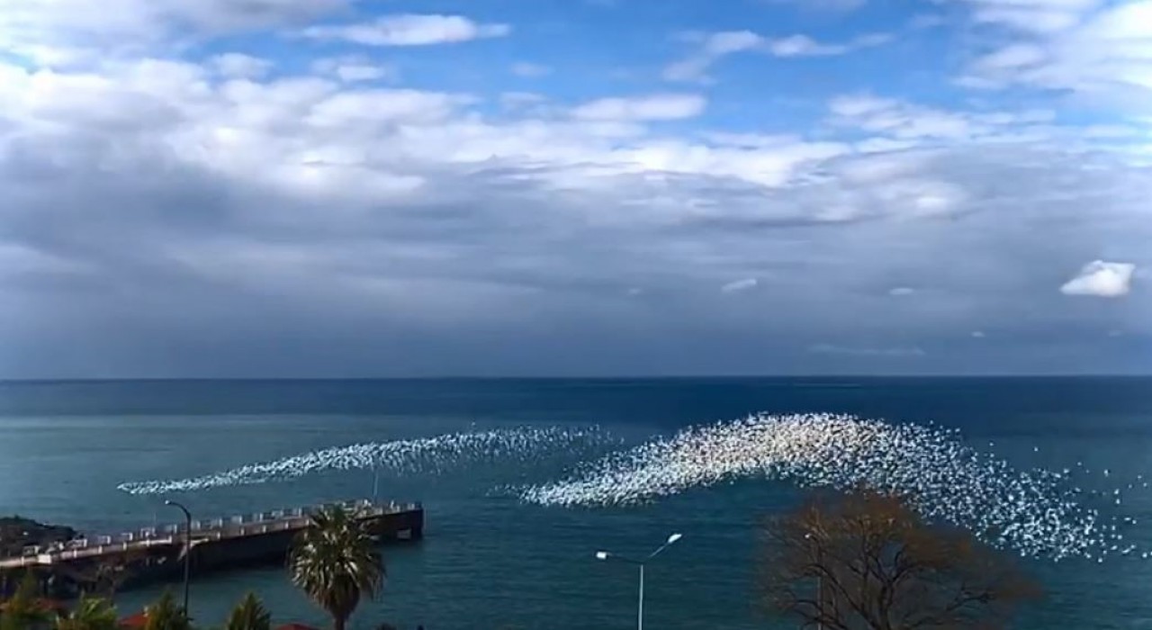 Martıların deniz üstündeki dansı izleyenleri hayran bıraktı