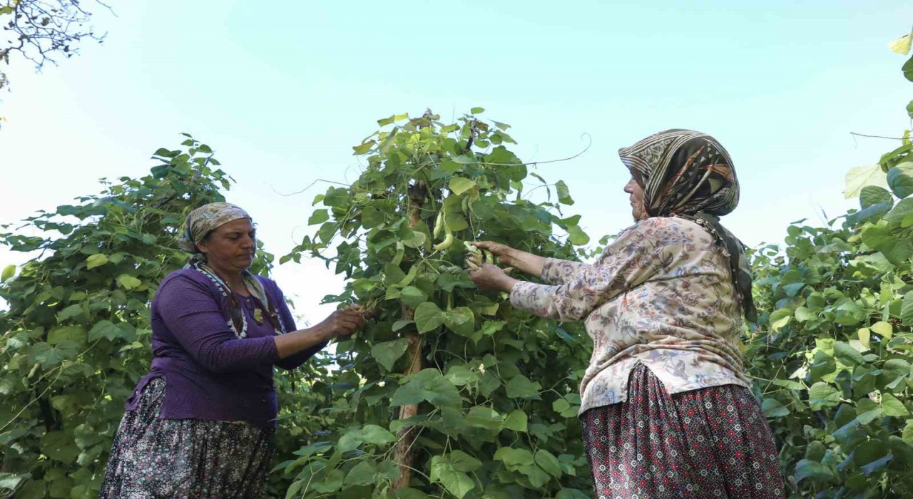 Mersinde atalık tohumlar gelecek nesillere aktarılıyor