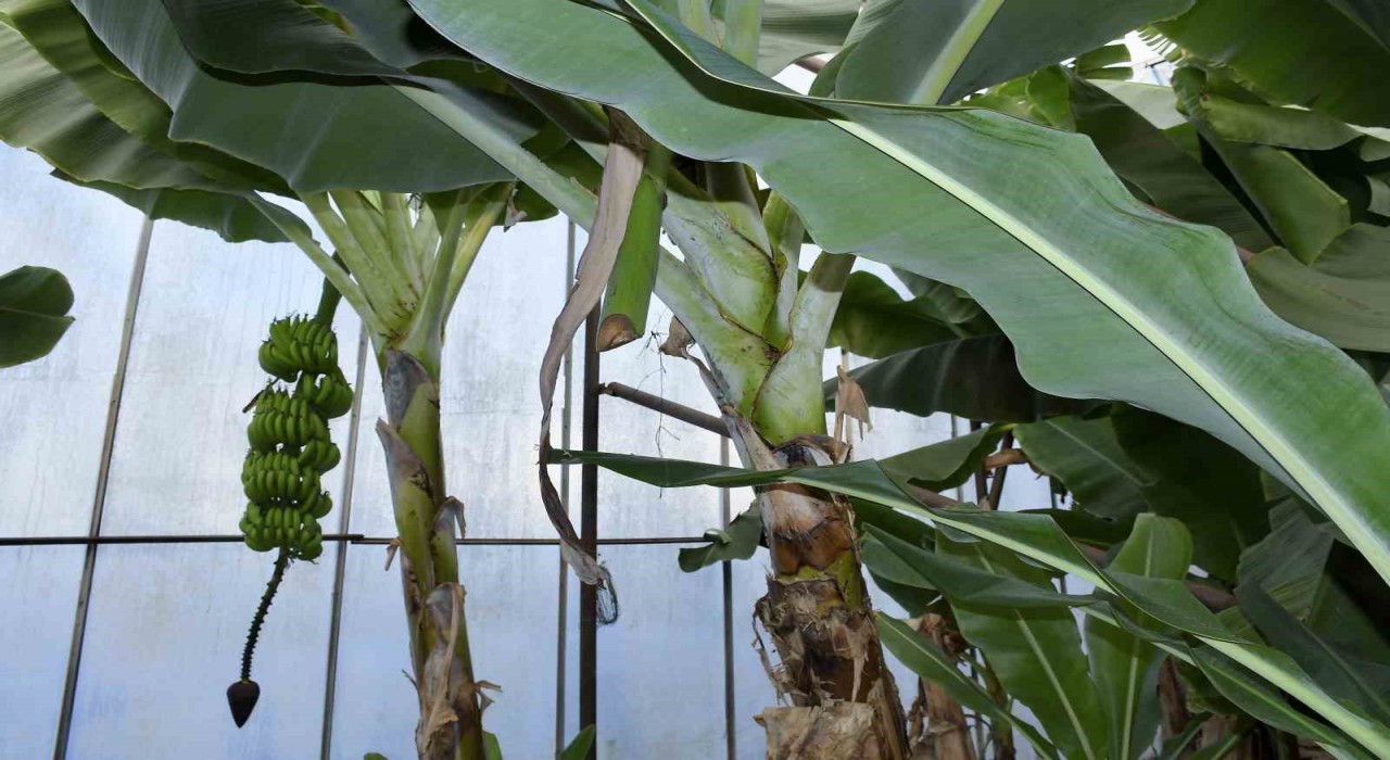 Mersinde ilginç hırsızlık: Hırsızlar muz ve avokado hasadı yaptı