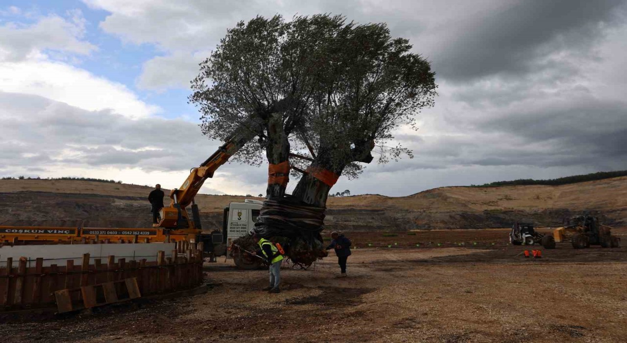 Milasta 3 asırlık zeytin ağacı yeni yerine törenle taşındı