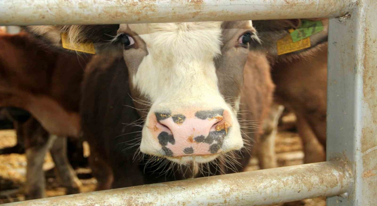 Mudurnuda şap nedeniyle 18 köy ve 4 mahalle karantinaya alındı