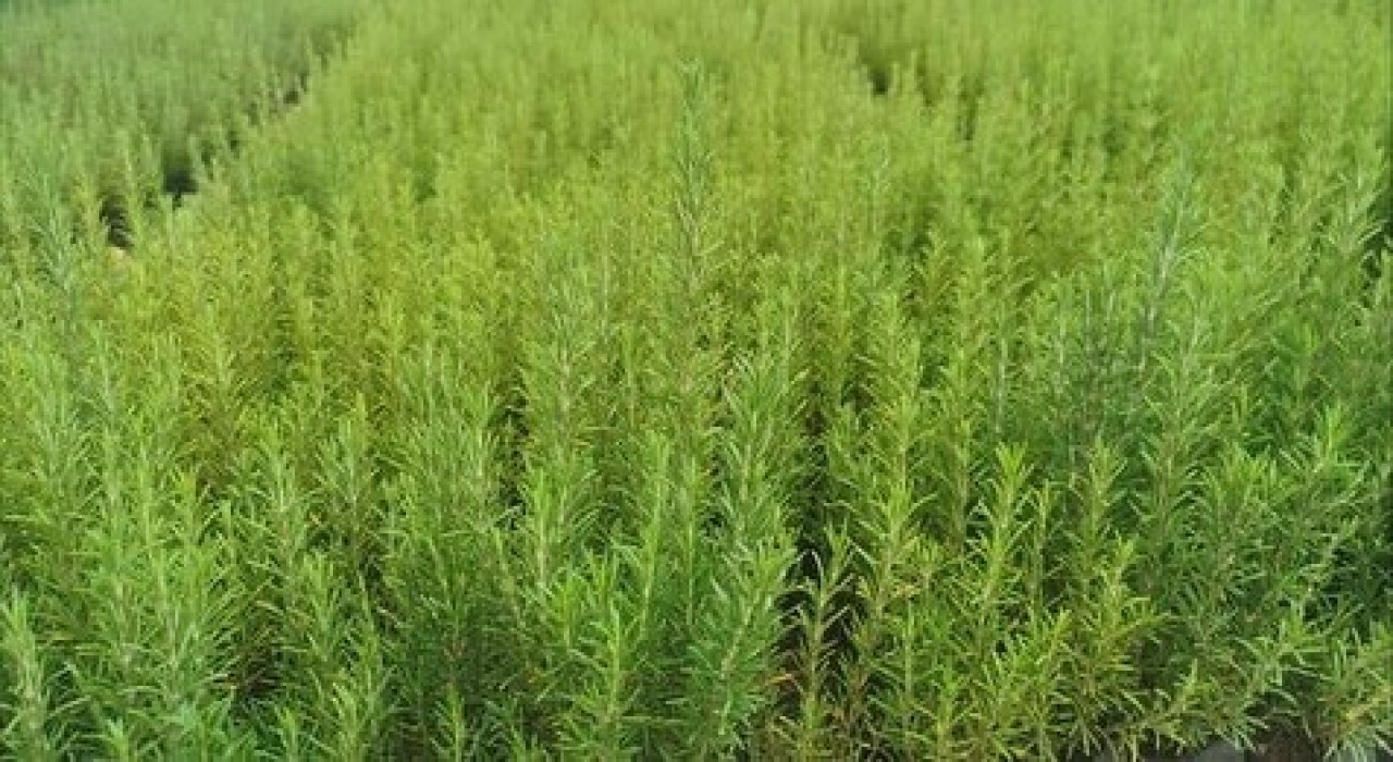 Muğlada atıl araziler biberiye ile canlanıyor