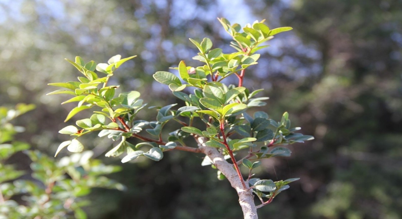 Muğlada sakız üretimi güçleniyor, bin 500 aşılı fidan üreticiyle buluşuyor