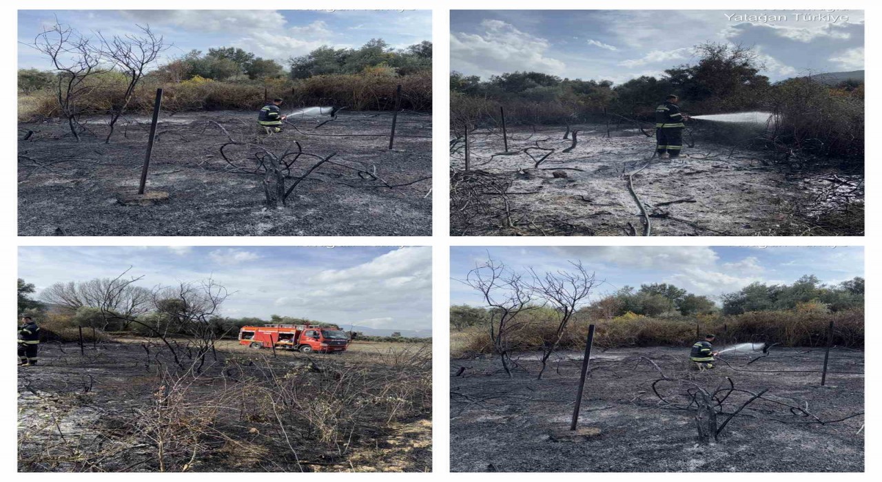 Muğlada üzüm bağları alevlere teslim oldu