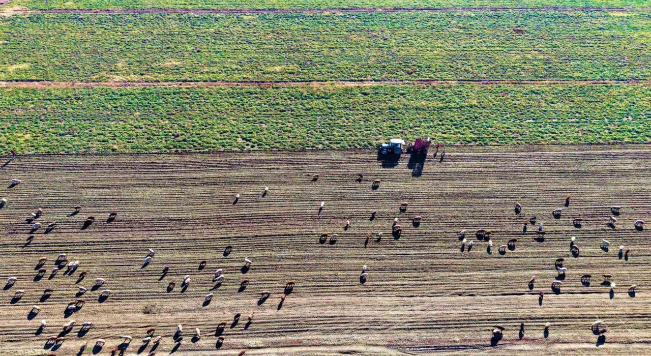 Muş Ovasında tatlı hasat devam ediyor