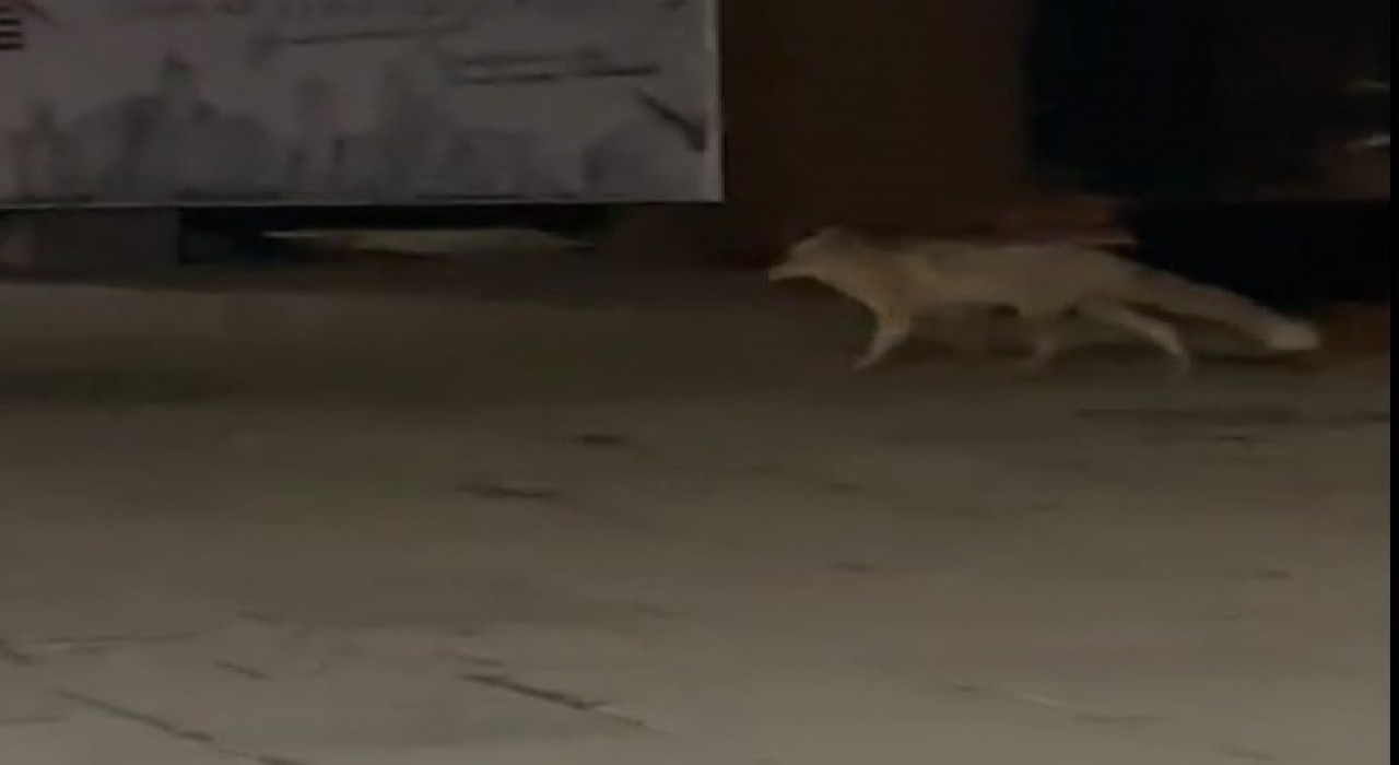 Muşta aç kalan tilki şehir merkezine indi