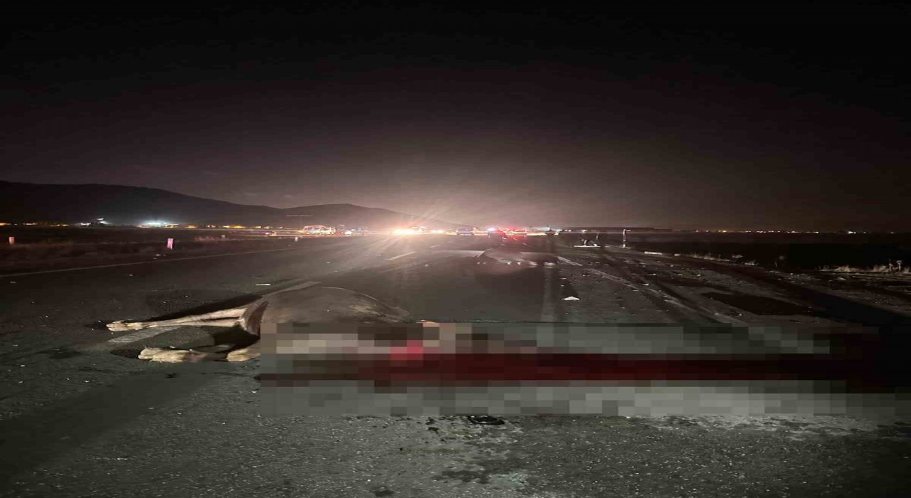 Muşta yola çıkan inekler kazaya neden oldu: 1 yaralı