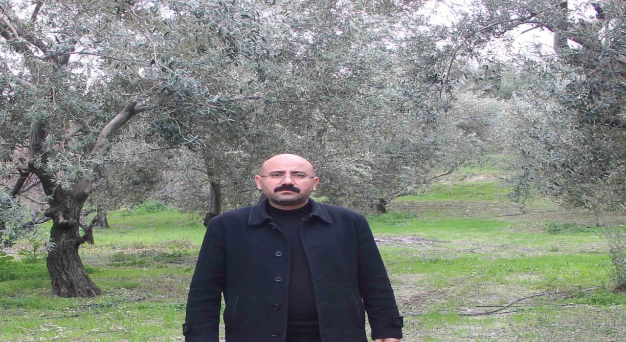 Mutda bu yıl 120 bin ton zeytin rekoltesi bekleniyor