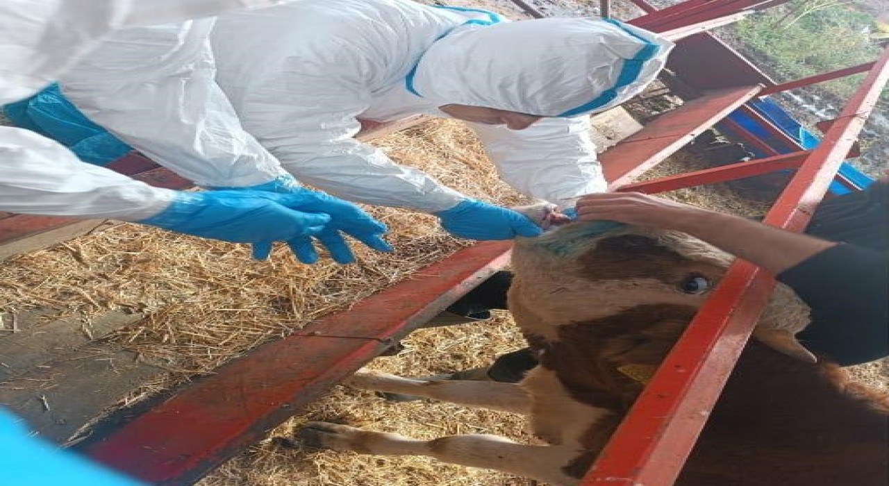 Nazillide şap hastalığıyla mücadele sürüyor