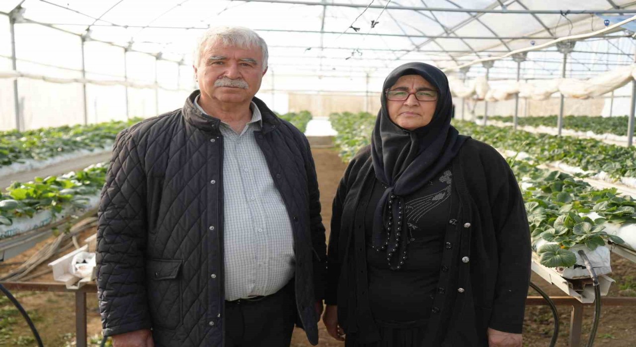 Niğdede topraksız tarım yöntemiyle çilek üretimi kadın emeğiyle büyüyor