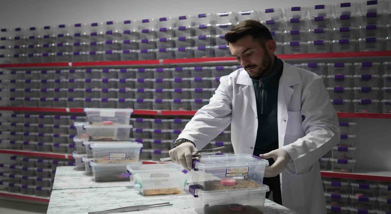 Niğdeden dünyaya akrep zehri ihracatı