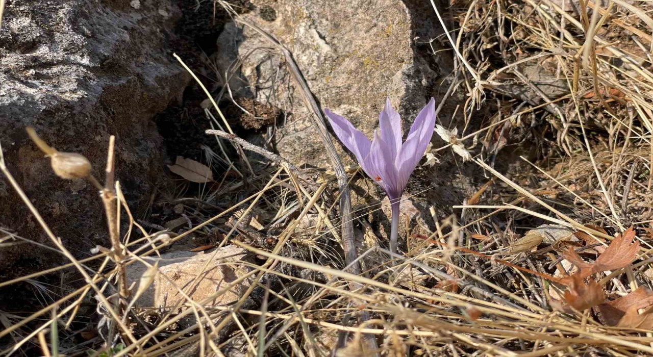Ölbe Vadisinde sonbaharda nadir çiğdemler görüntülendi