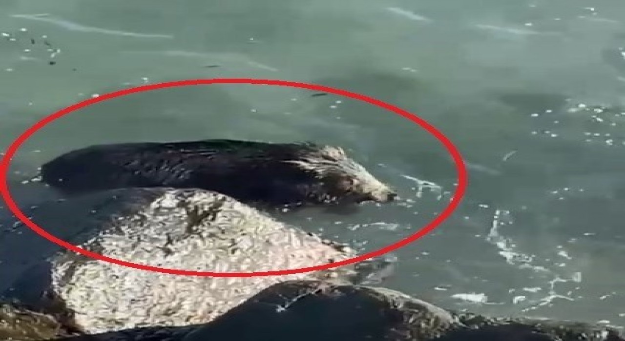 Orduda denizde yaban domuzu görüntülendi