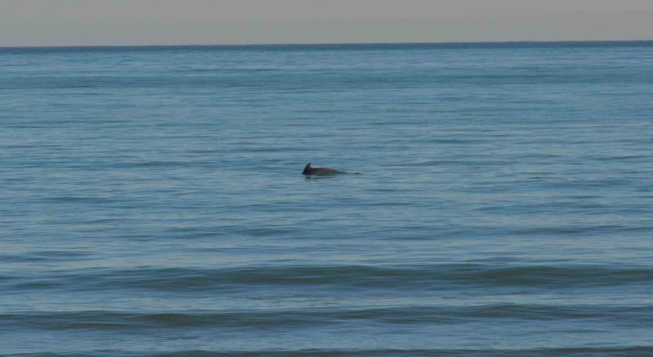 Orduda Yunus şöleni: Balık avı kameralara yansıdı