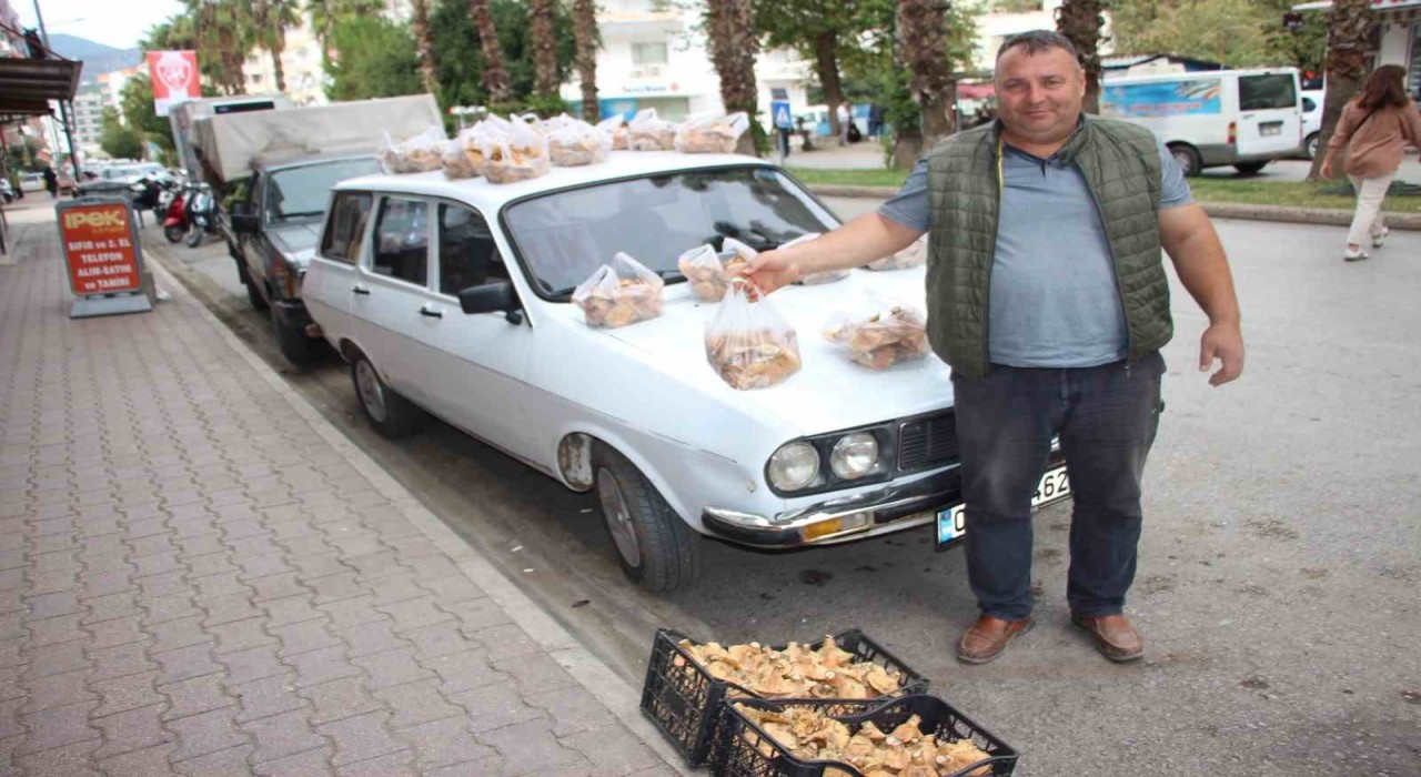 Ormanda sağanak yağmur altında kendiliğinden yetişiyor, kilogramı 350 TLden satılıyor