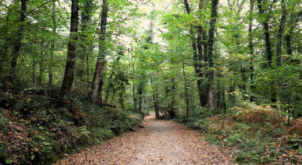 Ormanya sonbahar renkleriyle ziyaretçilerini ağırlıyor