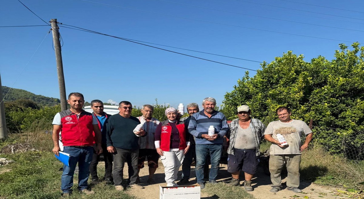 Ortacada narenciye bahçelerinde zararlılara karşı mücadele  sürüyor