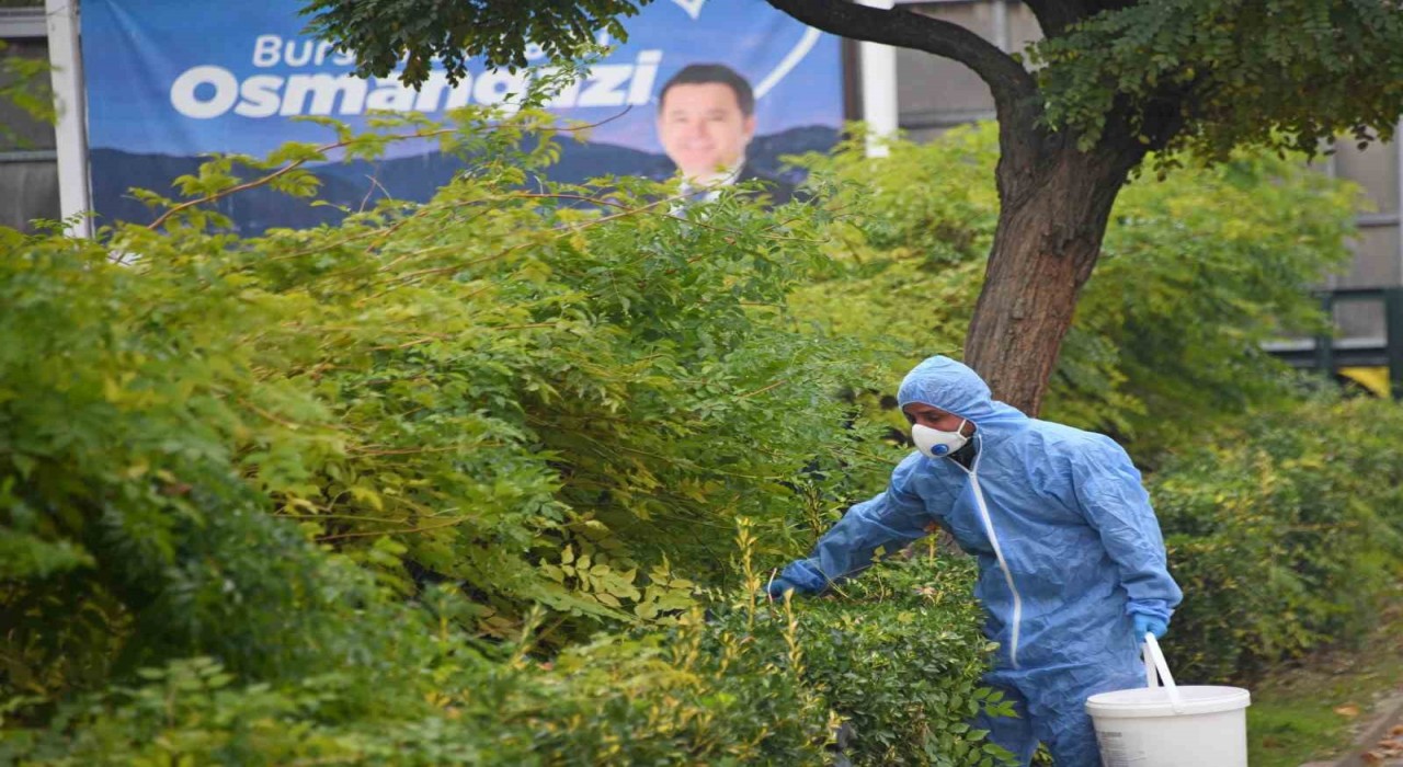 Osmangazide kemirgenlere karşı ilaçlama çalışması başlatıldı