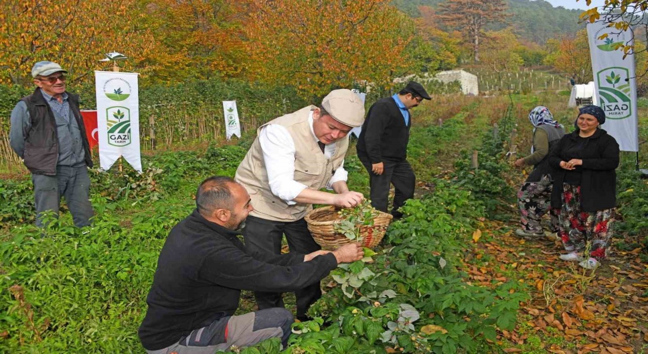 Osmangazide Üzümsü Meyvelerde Organik Tarım Seferberliği