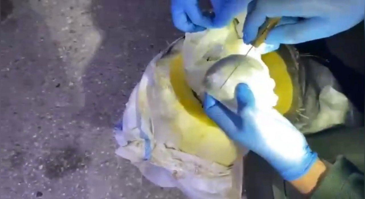 Osmaniyede bal kabağından uyuşturucu çıktı