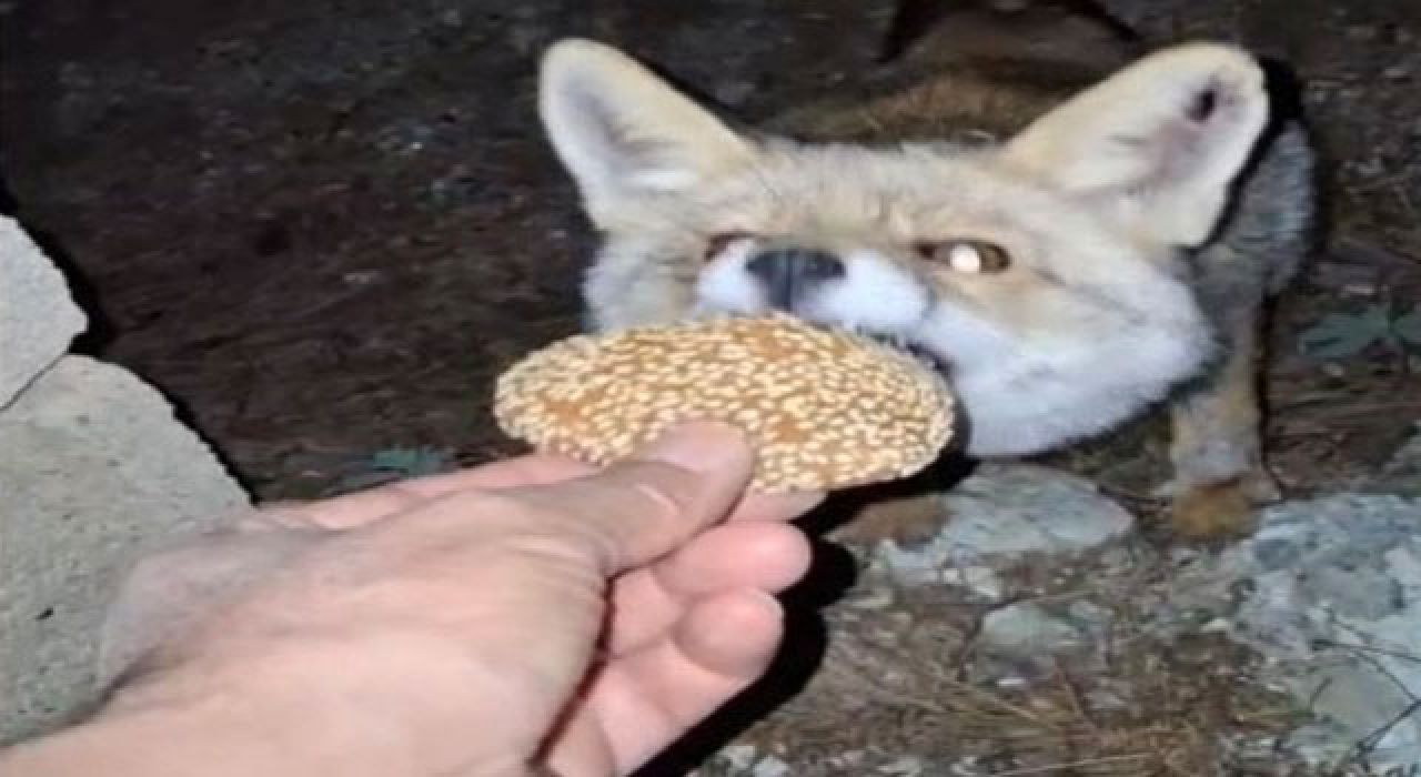 Osmaniye’de Meraklı Tilki Bayram Kömbesini Geri Çevirmedi