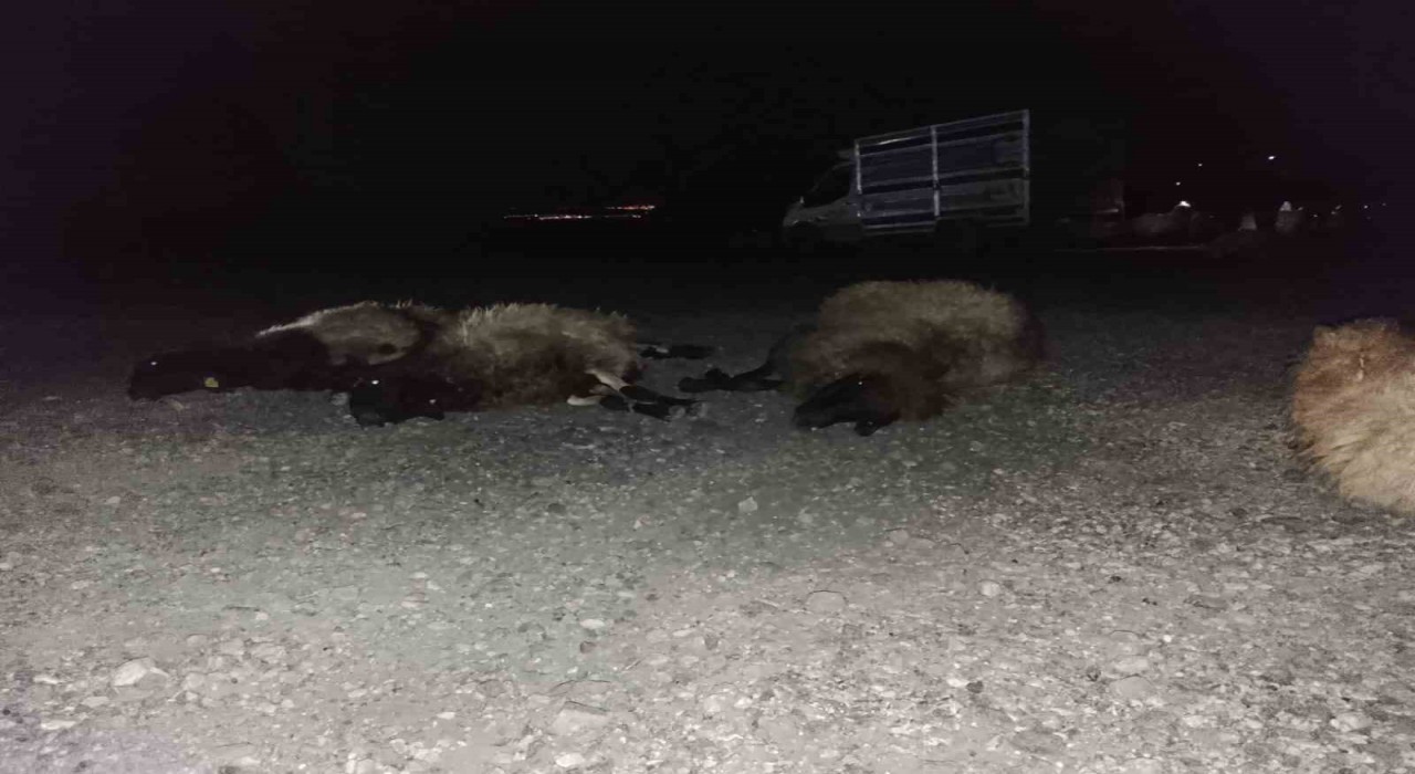 Otomobil sürüye çarptı, 8 koyun telef oldu