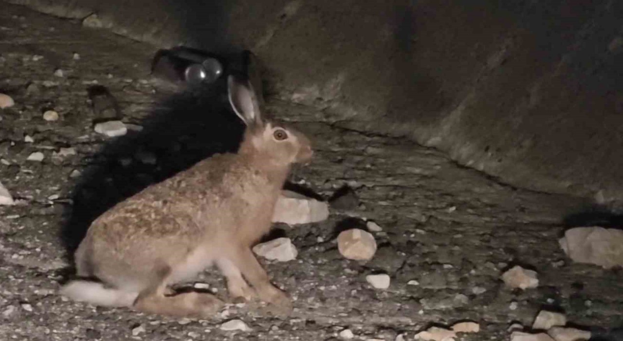 Otoyolda yabani tavşan görüntülendi
