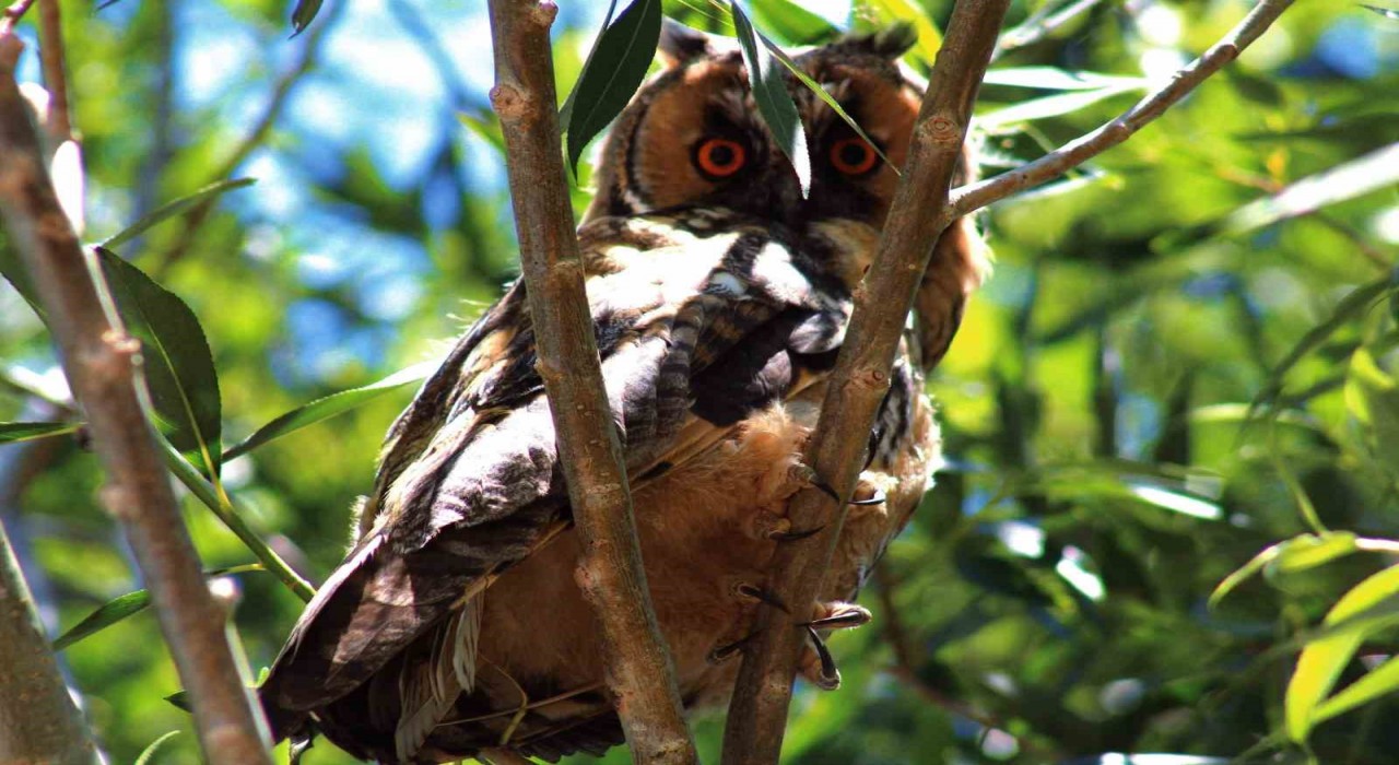 Özalpte kulaklı orman baykuşu görüntülendi