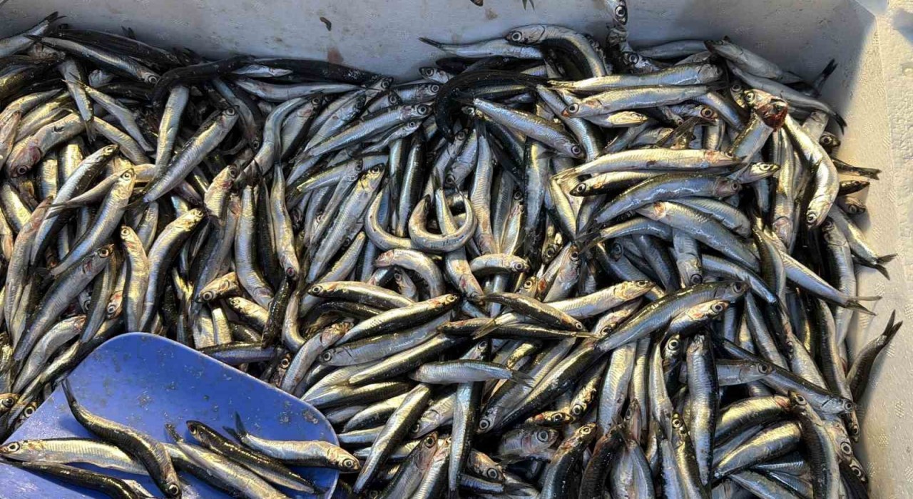 Palamut Gürcistana kaçınca tezgahlar hamsiyle doldu