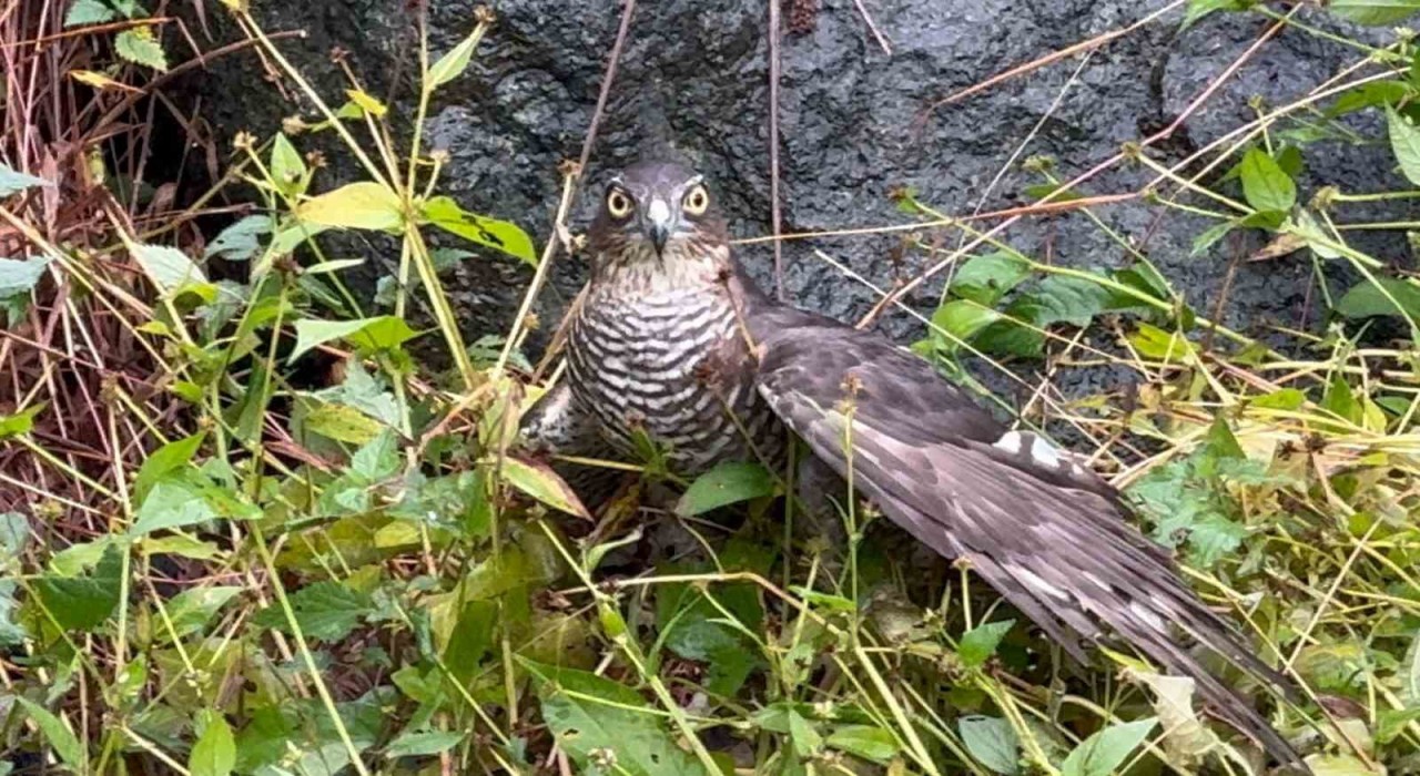 Rizede atmacalar bıldırcın avında yarıştı