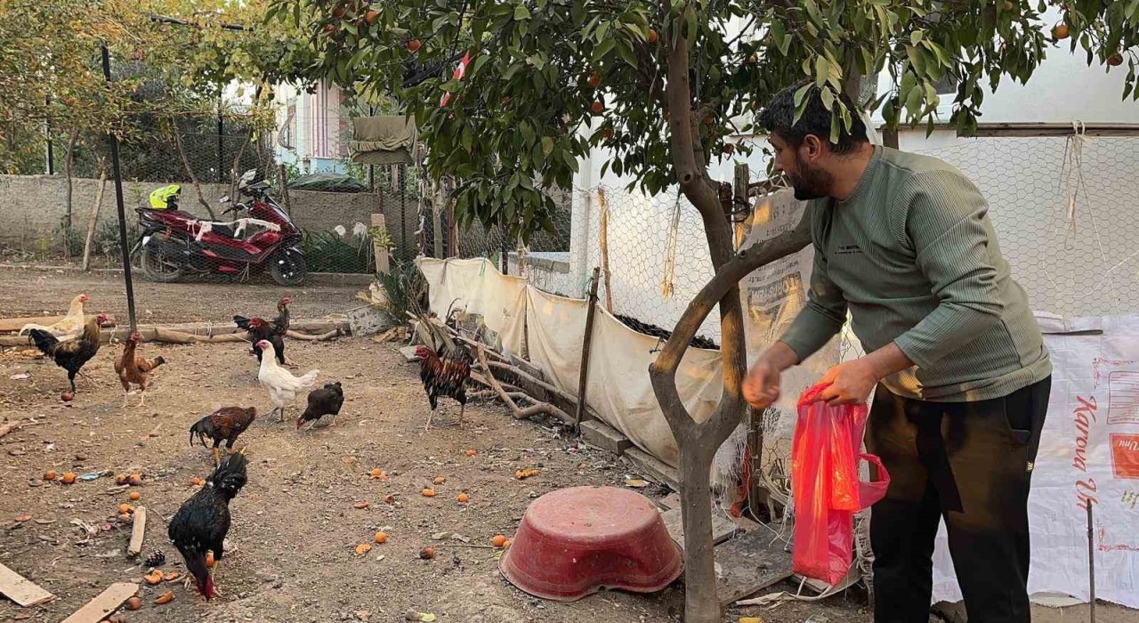 Sahibinin Yetiştirmek kolay değil dediği mavi yumurtlayan 5 tavuğu tişörtün içerisine koyarak çaldı