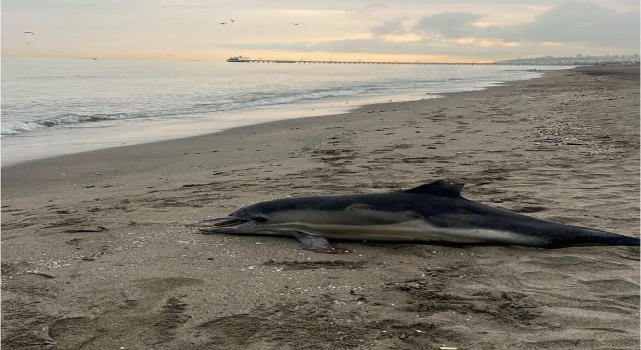 Samsun sahiline ölü yunus vurdu