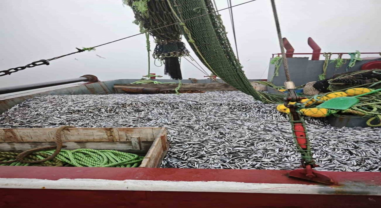 Samsunda 1 milyon 843 bin 550 kilo hamsi denetlendi