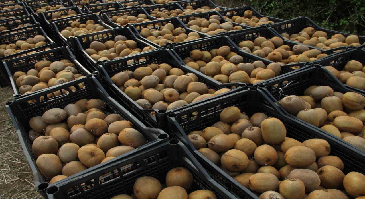 Samsunda ‘2025 Yılı Kivi Hasat Etkinliği