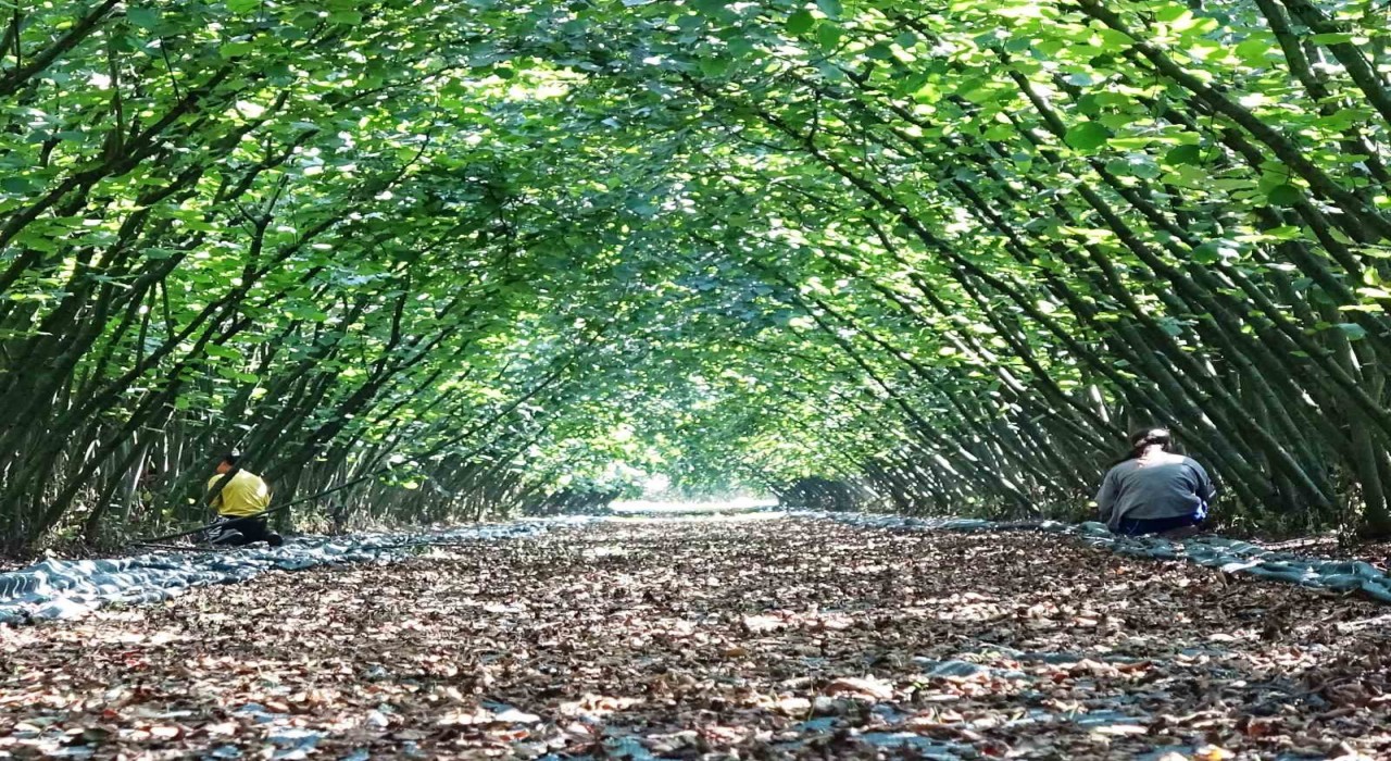 Samsunda 63 yatırımcıya fındık hasat filesi hibesi