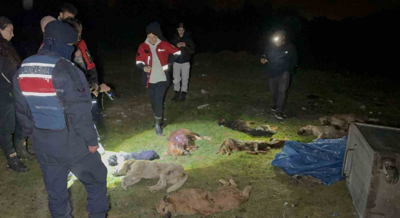 Samsunda çöp konteynerinde 9 telef olmuş köpek bulundu