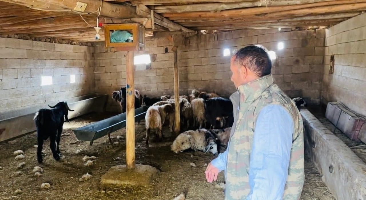 Şanlıurfada başıboş köpek dehşeti: 5 koyun telef oldu