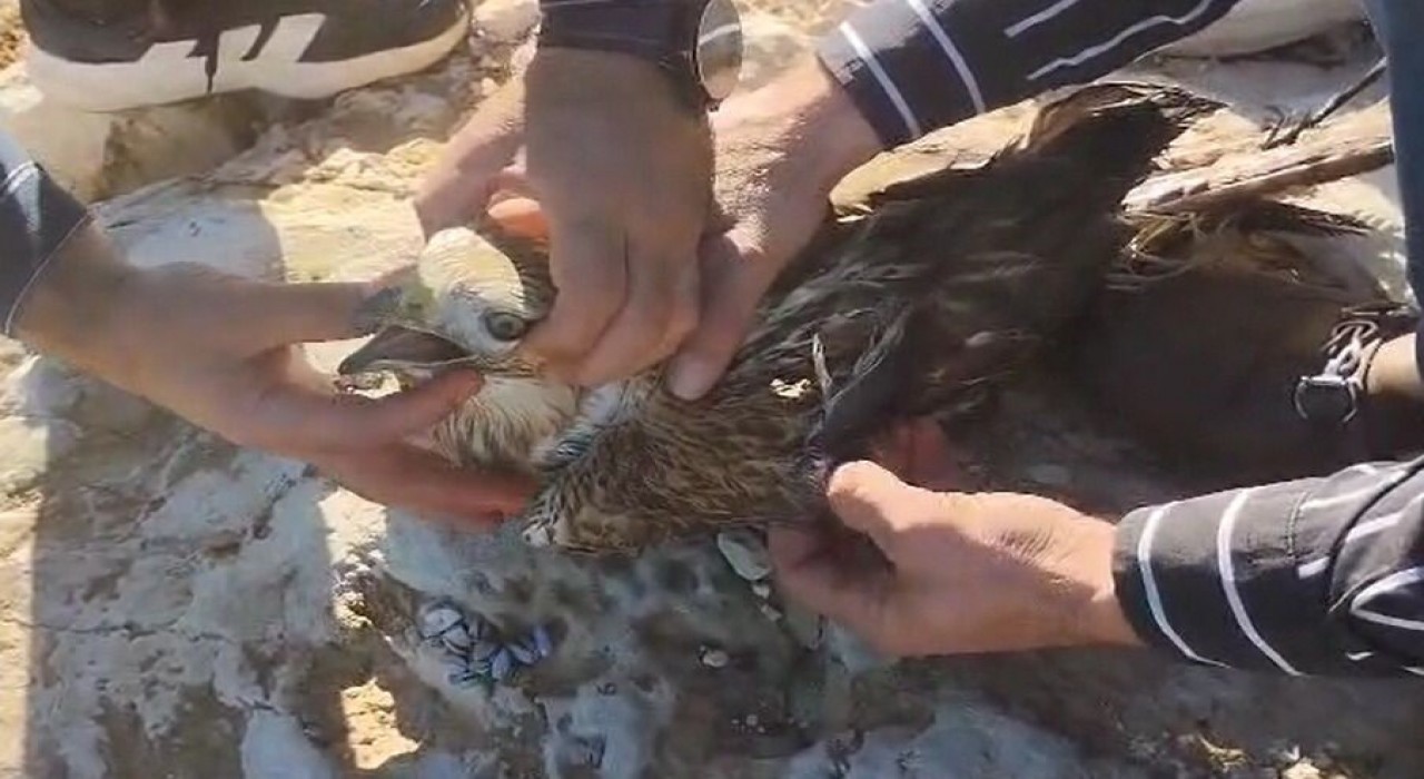 Şanlıurfada yaralı halde bulunan kızıl şahin jandarmaya teslim edildi