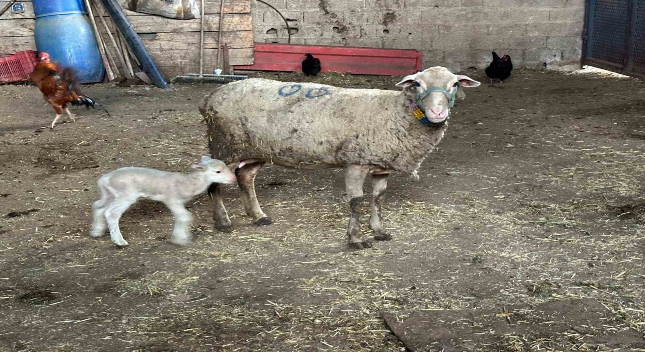 Şapa karşı hayvanlara küflü domates yedirmeyin, idrar içirmeyin uyarısı