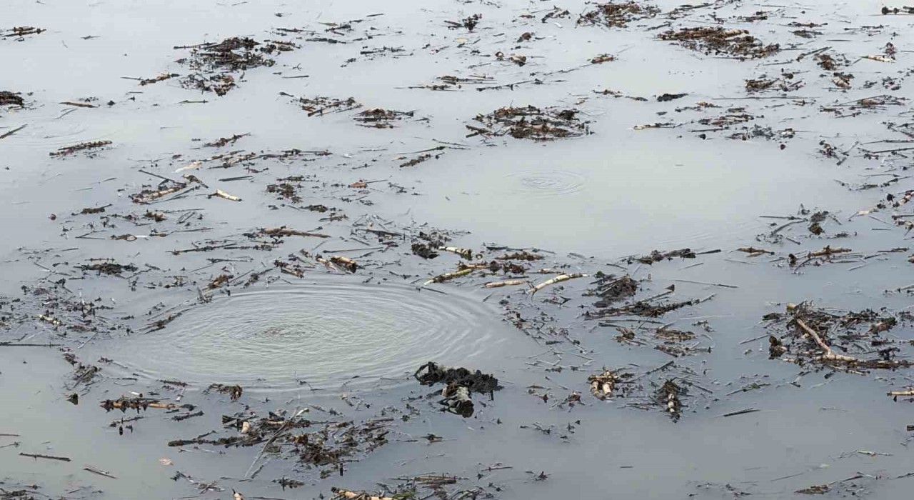 Sapanca Gölünden sonra bir korkutan görüntü de Efteni Gölünde oluştu