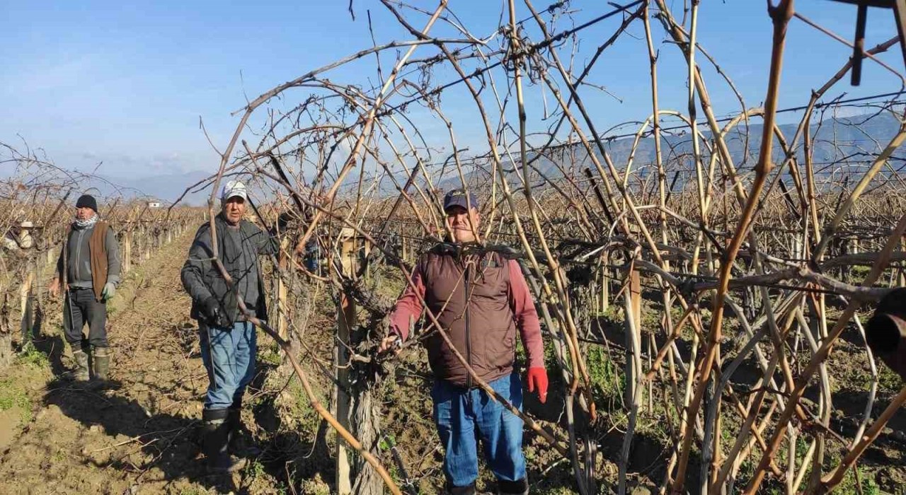 Sarıgölde bağ budama işçi ücretleri belli oldu